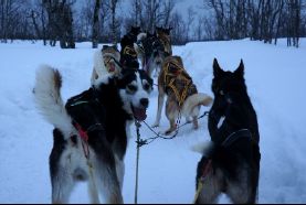 Hundeschlittenfahrt in Lappland