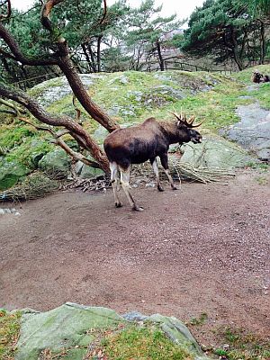 Elch im Slottsskogen